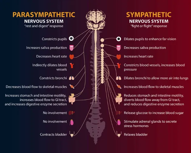 Autonomic Nervous System