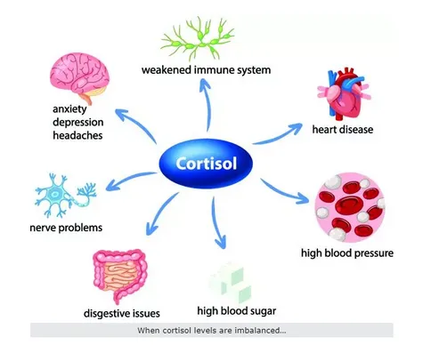 Autonomic Nervous System