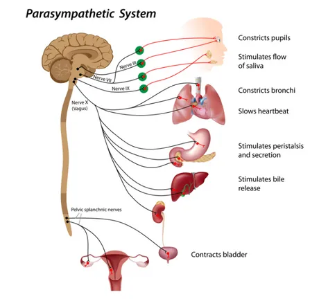 Autonomic Nervous System