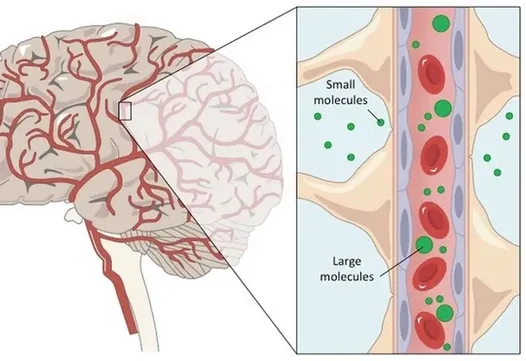 Neuroinflammation and TBI